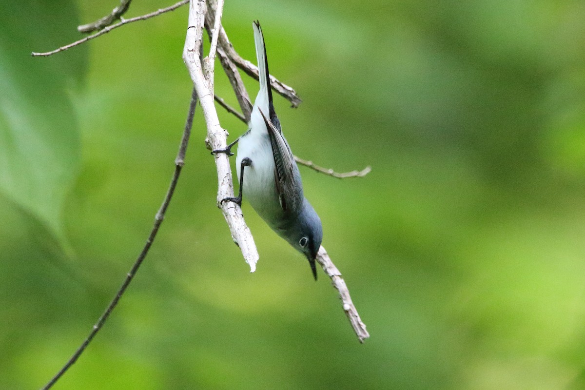 Blue-gray Gnatcatcher - Kenny Benge