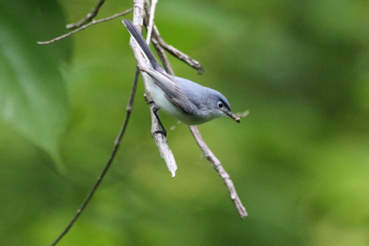 Blue-gray Gnatcatcher - Kenny Benge