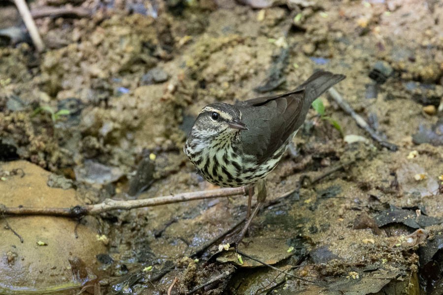 Northern Waterthrush - ML618170474