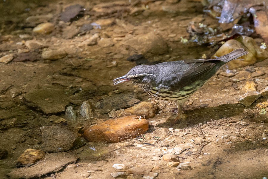 Northern Waterthrush - Sandra Rosenhouse