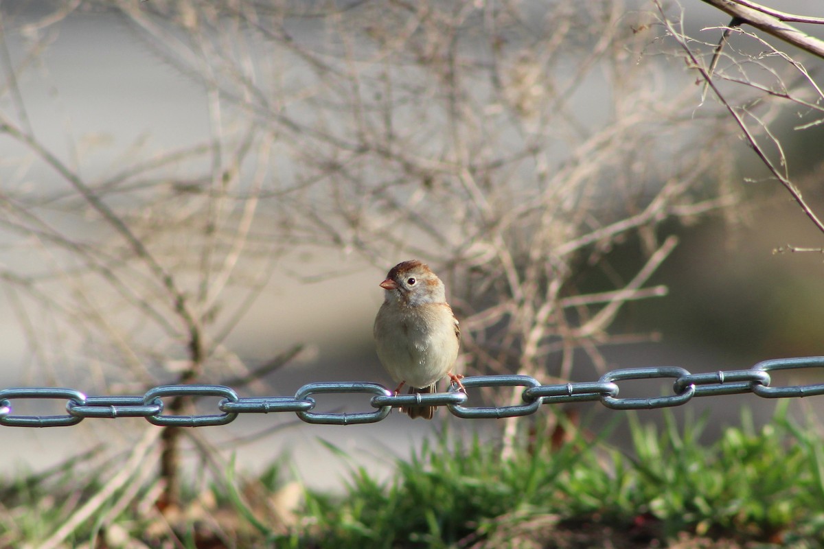 Field Sparrow - Mike McBrien