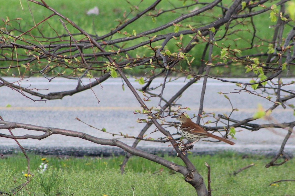 Brown Thrasher - ML618170498