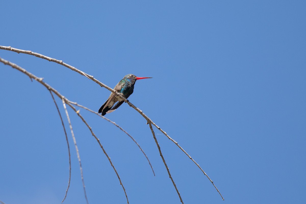 Colibrí Piquiancho Común - ML618170511