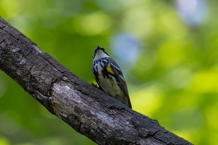 Yellow-rumped Warbler (Myrtle) - ML618170524
