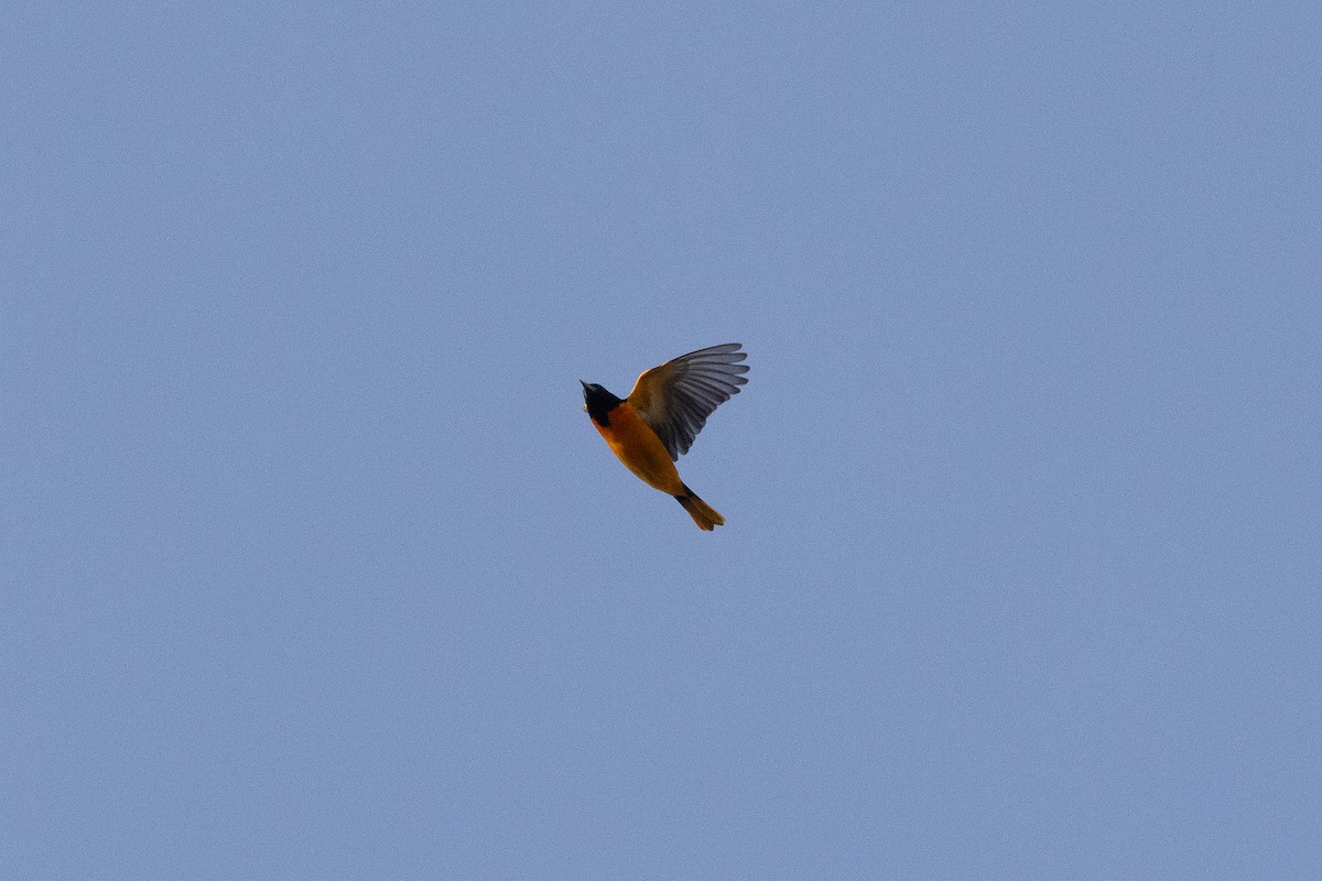 lundtrupial - ML618170528