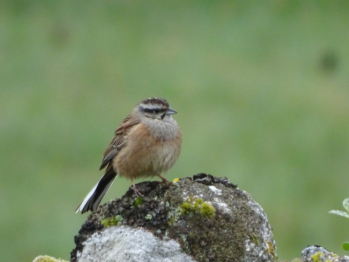 Rock Bunting - ML618170599