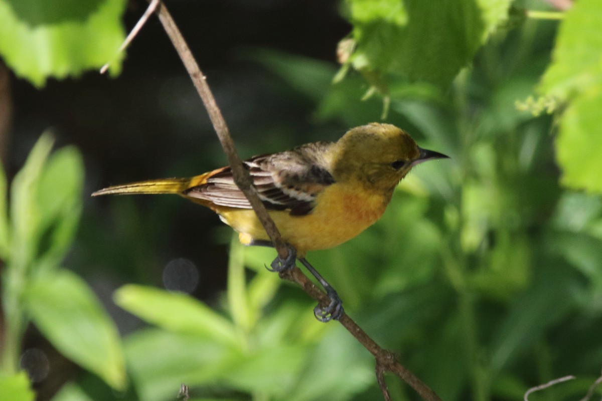 Baltimore Oriole - Kenny Benge