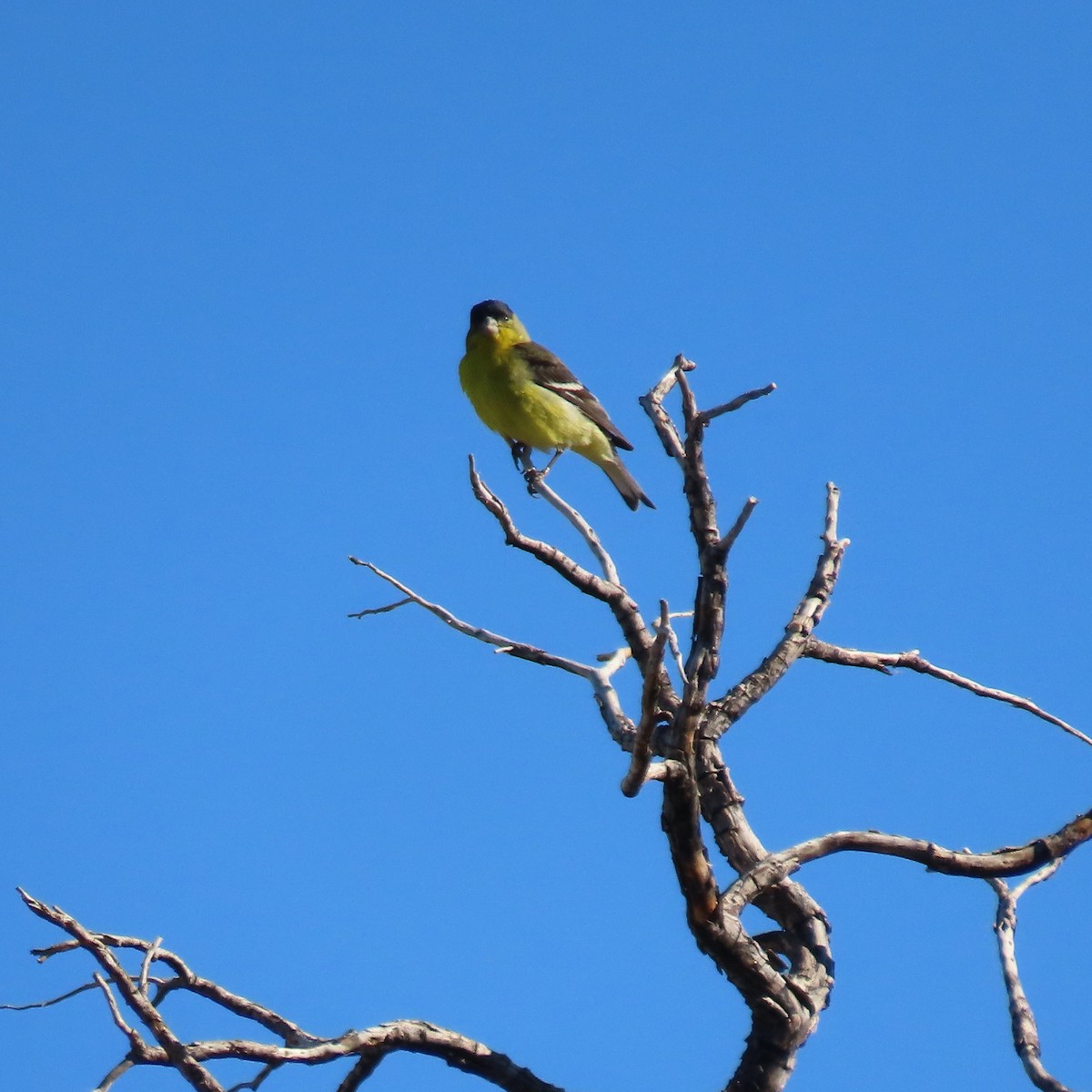 Lesser Goldfinch - ML618170629