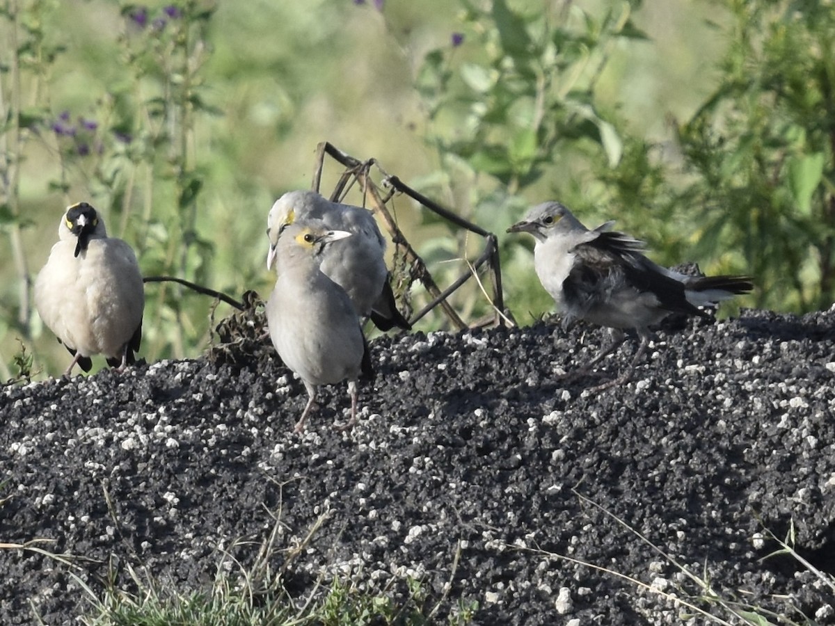 Wattled Starling - ML618170646