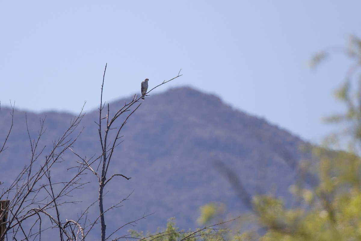 Gray Hawk - ML618170651