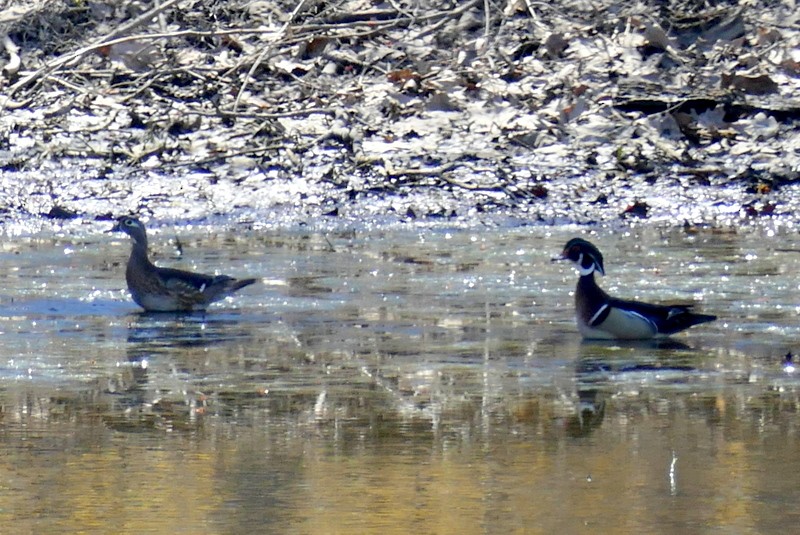 Wood Duck - Brad Woodward