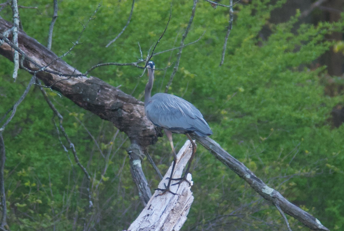 Great Blue Heron - ML618170684