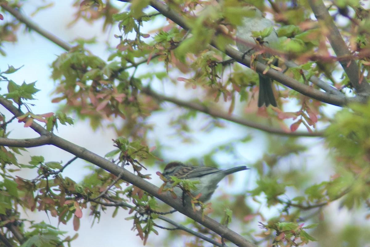 Chipping Sparrow - Jasper Weinberg