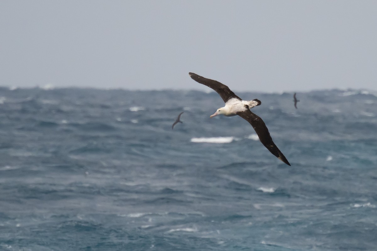 Albatros de Tristan da Cunha - ML618170739