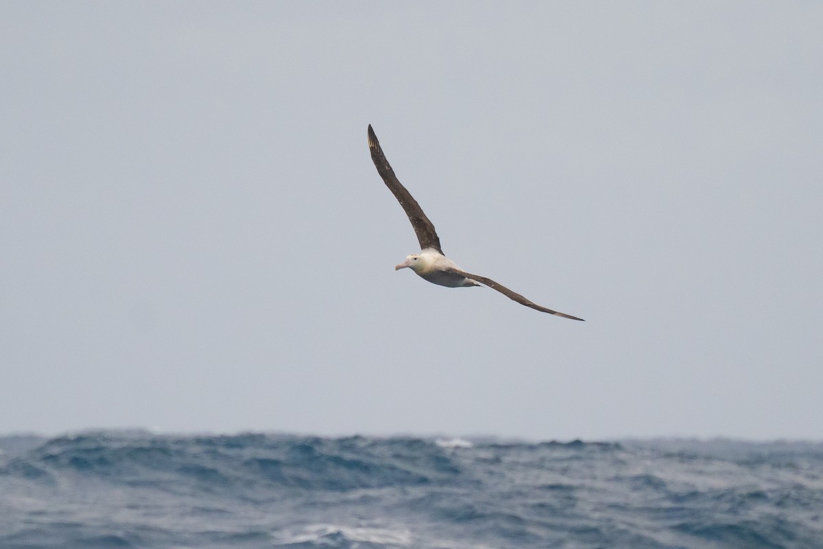 Albatros de Tristan da Cunha - ML618170740