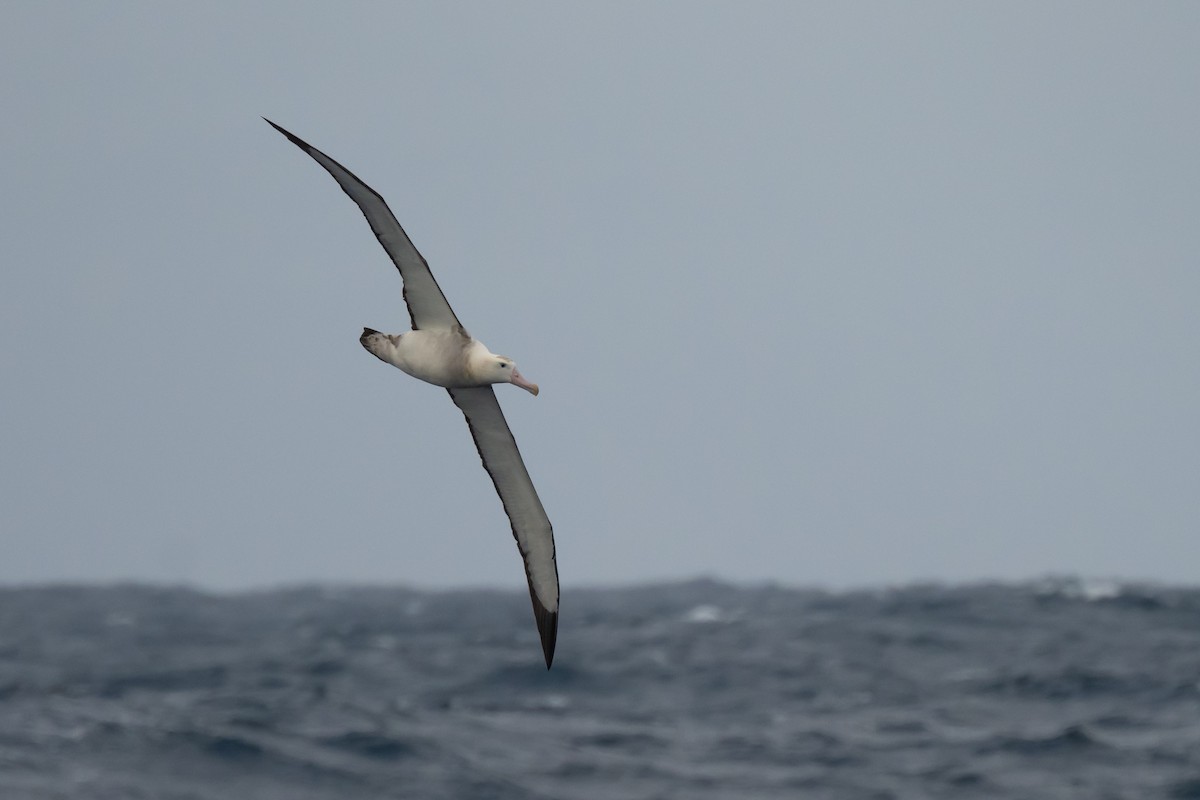 Albatros de Tristan da Cunha - ML618170741
