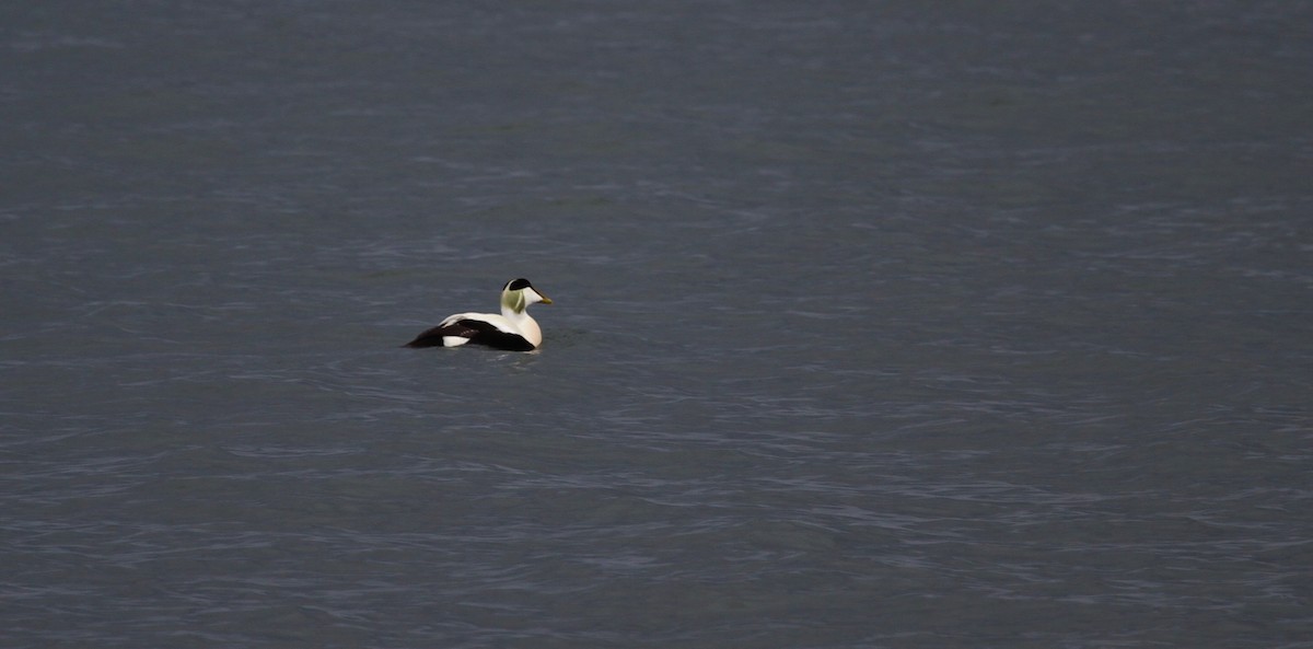 Common Eider - ML618170781