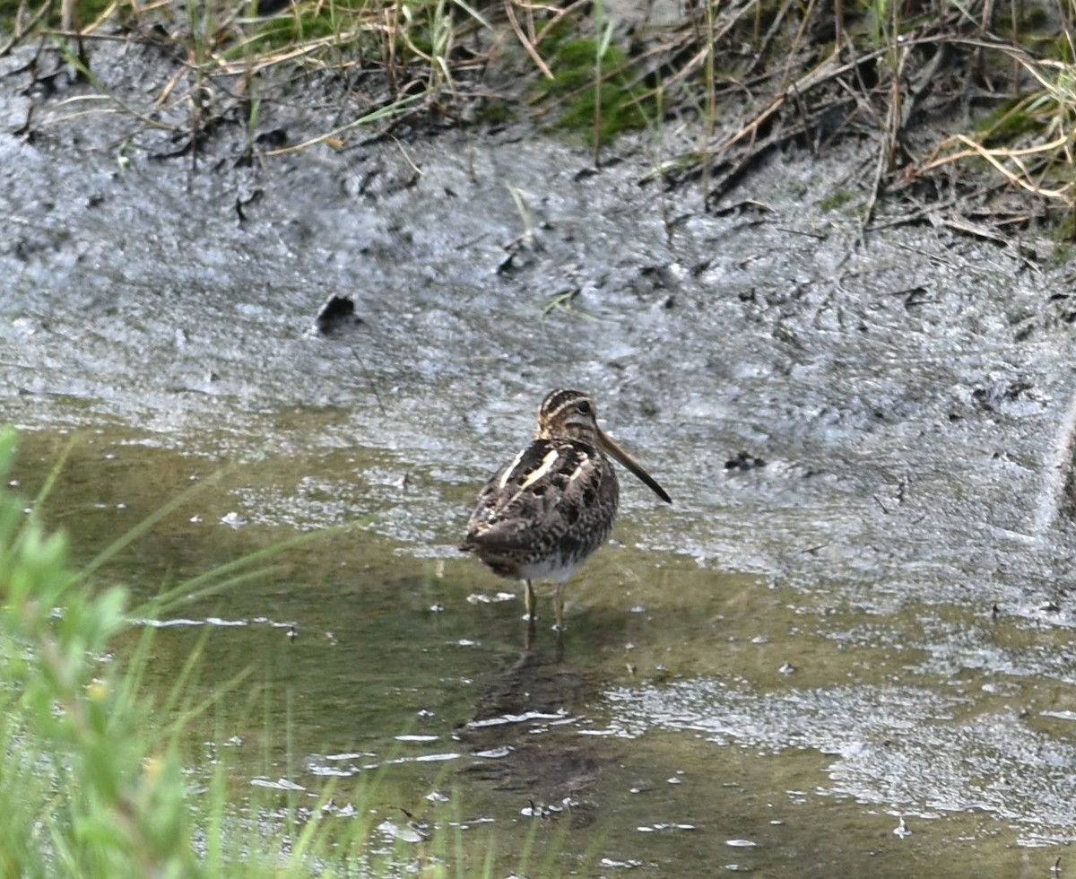 Wilson's Snipe - ML618170815