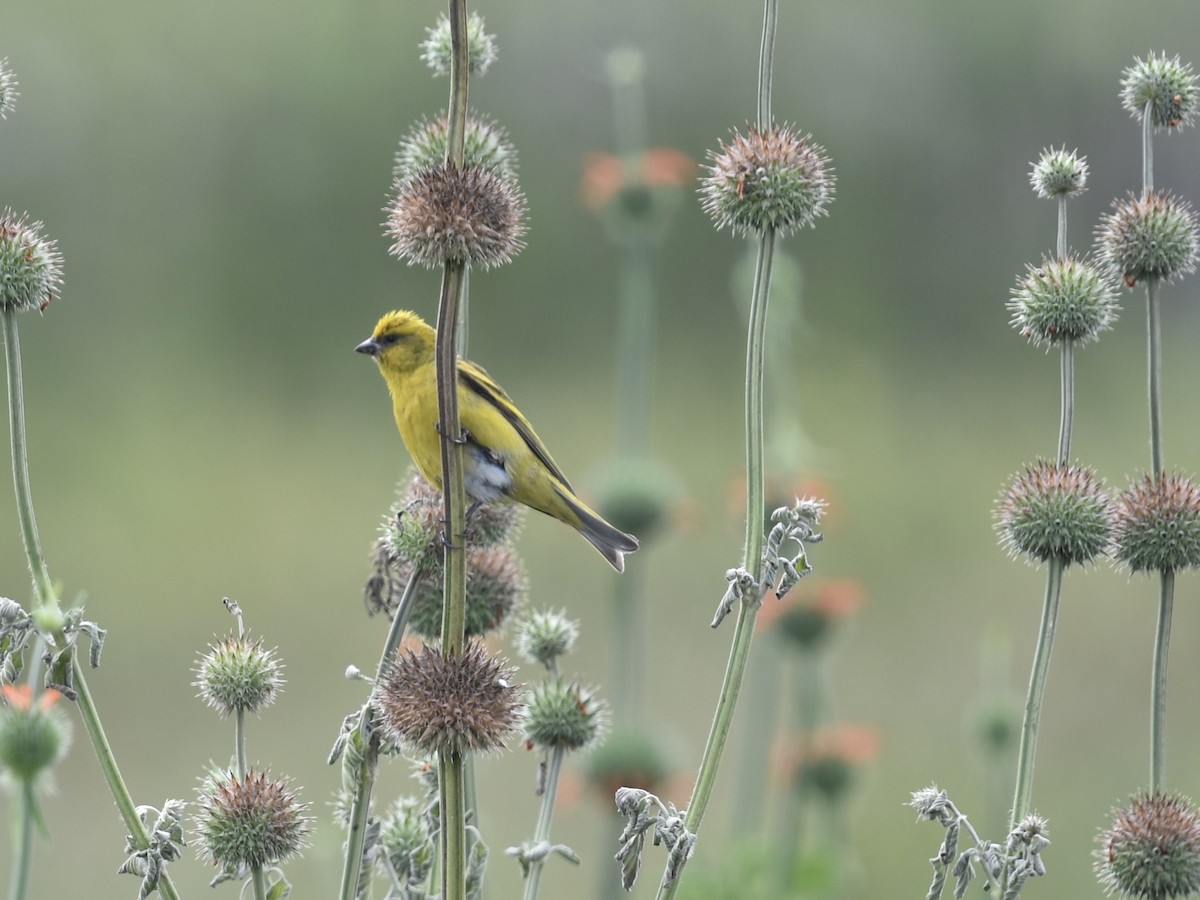 Yellow-crowned Canary - ML618170827