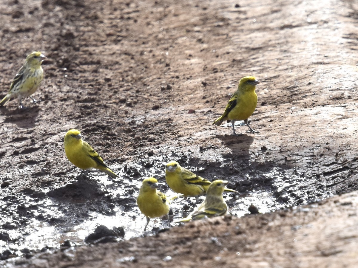 Serin à calotte jaune - ML618170828