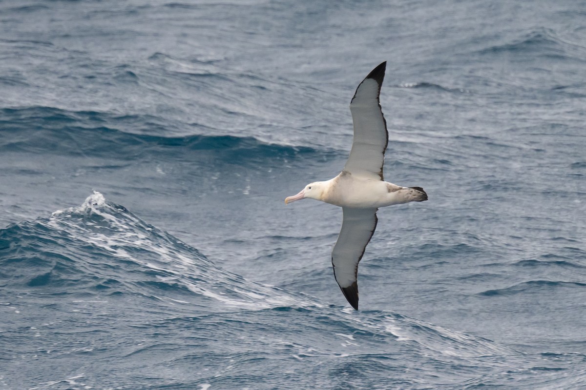 Albatros de Tristan da Cunha - ML618170829