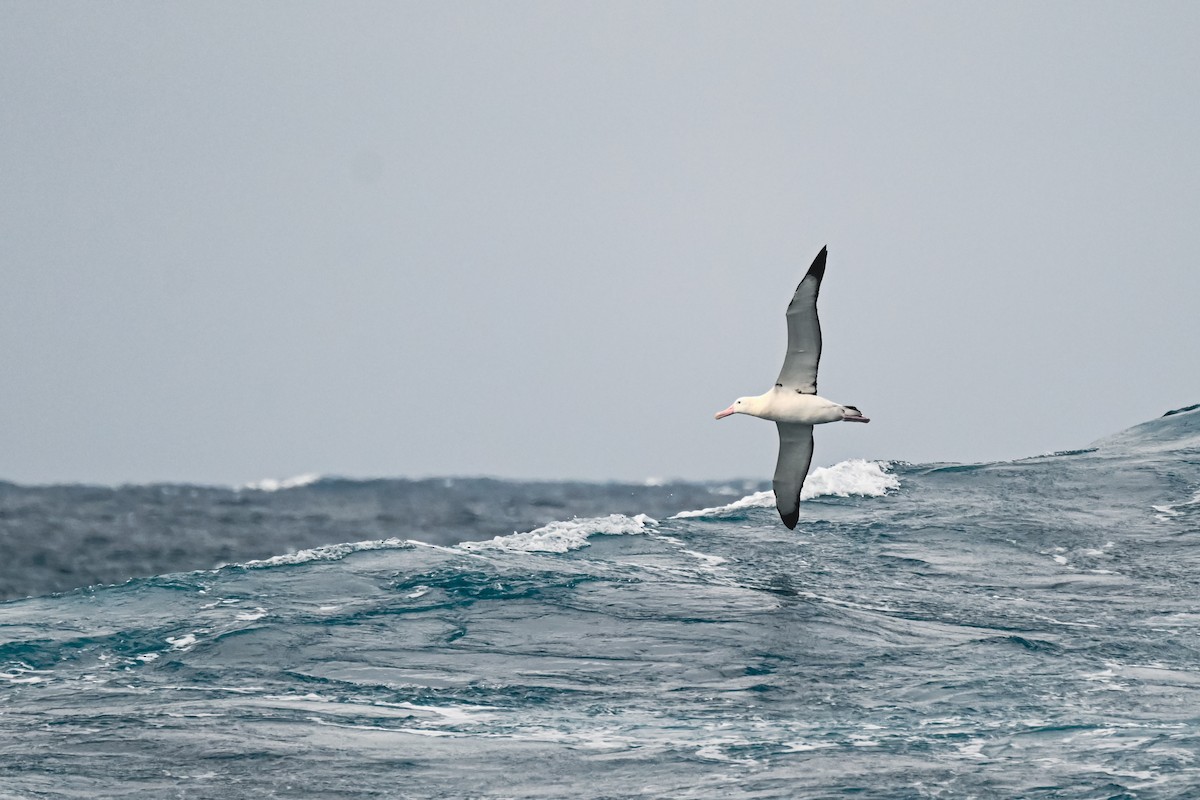 Albatros de Tristan da Cunha - ML618170836