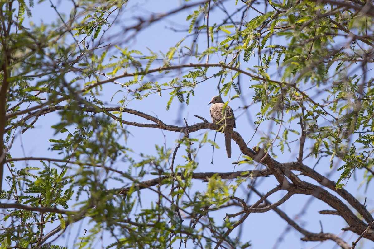 Inca Dove - ML618170856