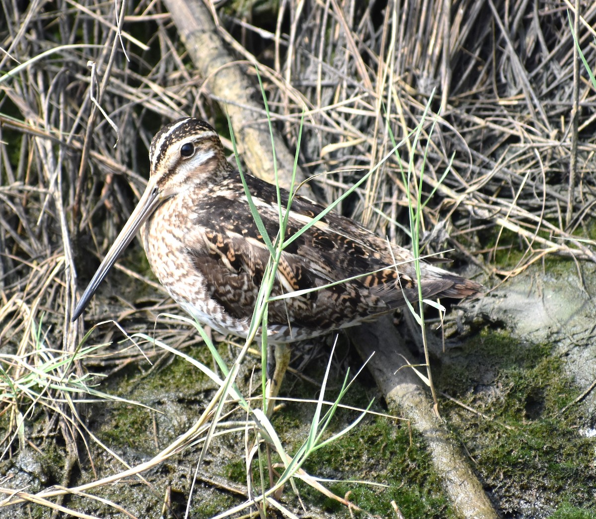 Wilson's Snipe - ML618170860