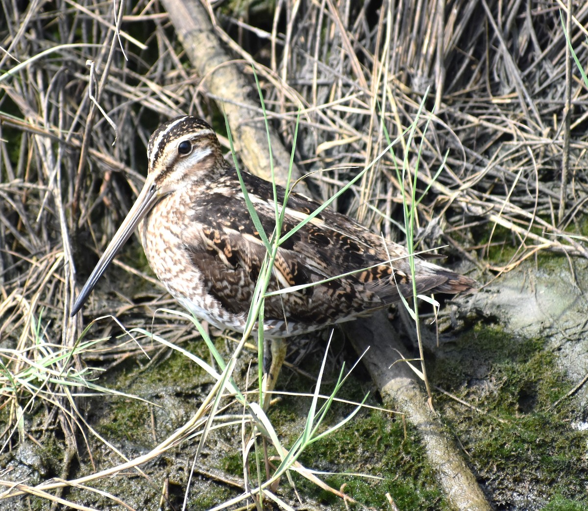 Wilson's Snipe - Fred  Lyons