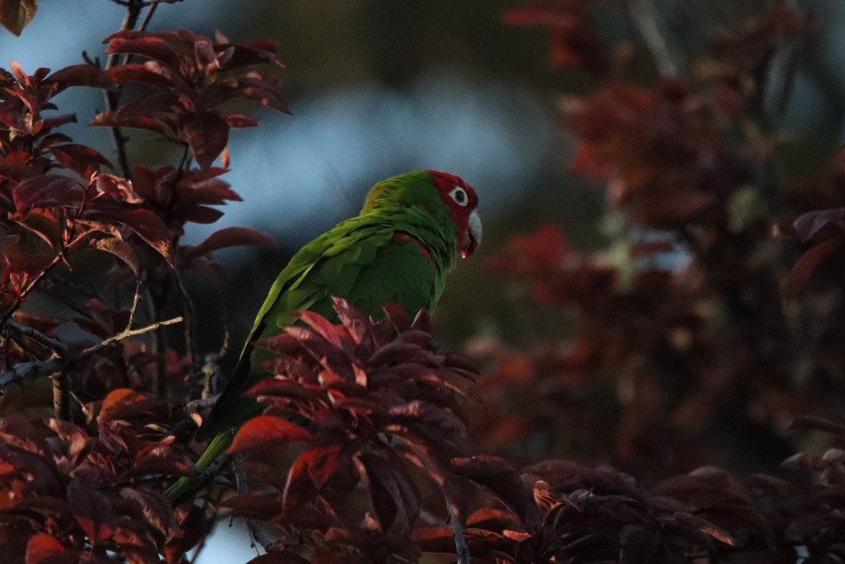 Red-masked Parakeet - Vicky Atkinson