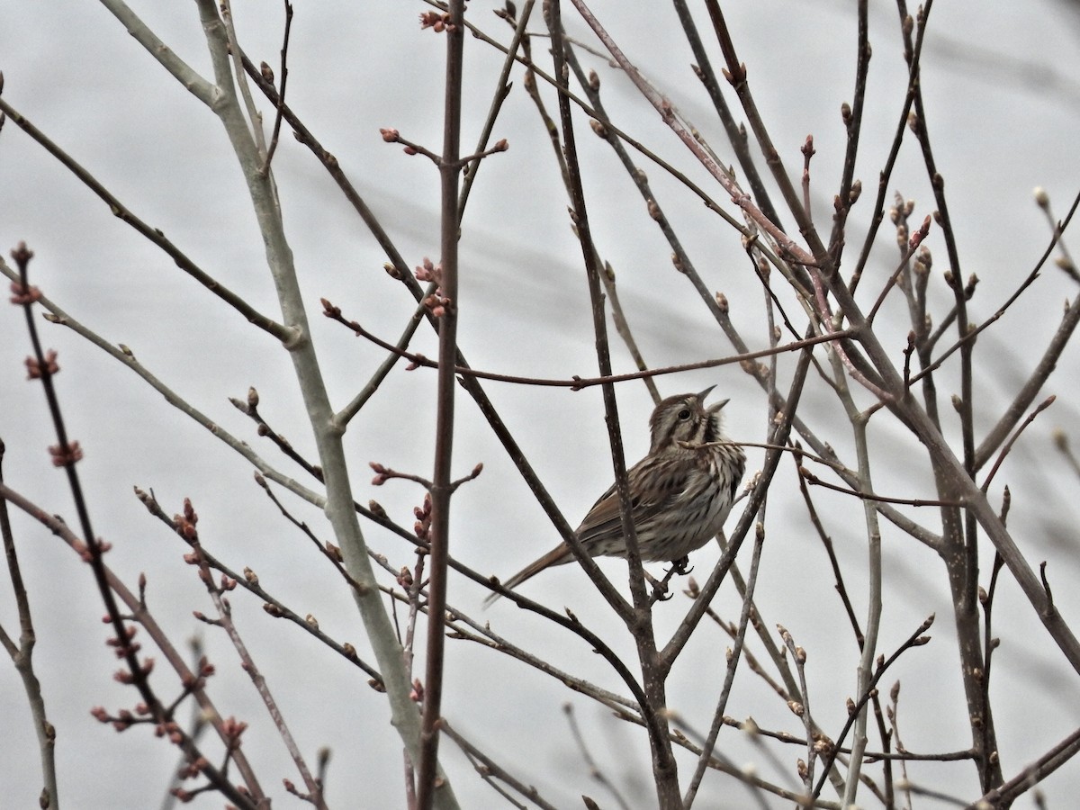 Song Sparrow - Anonymous