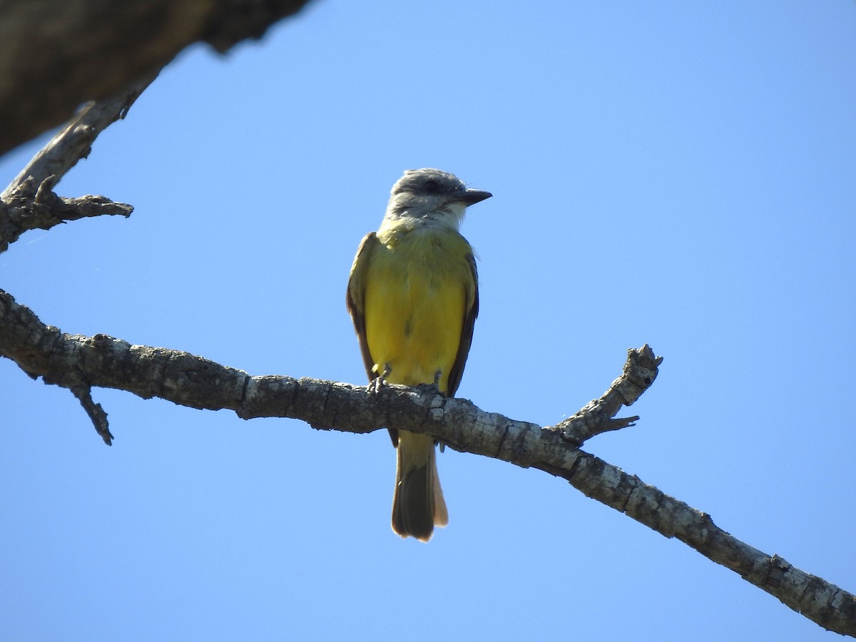 Couch's Kingbird - ML618170937