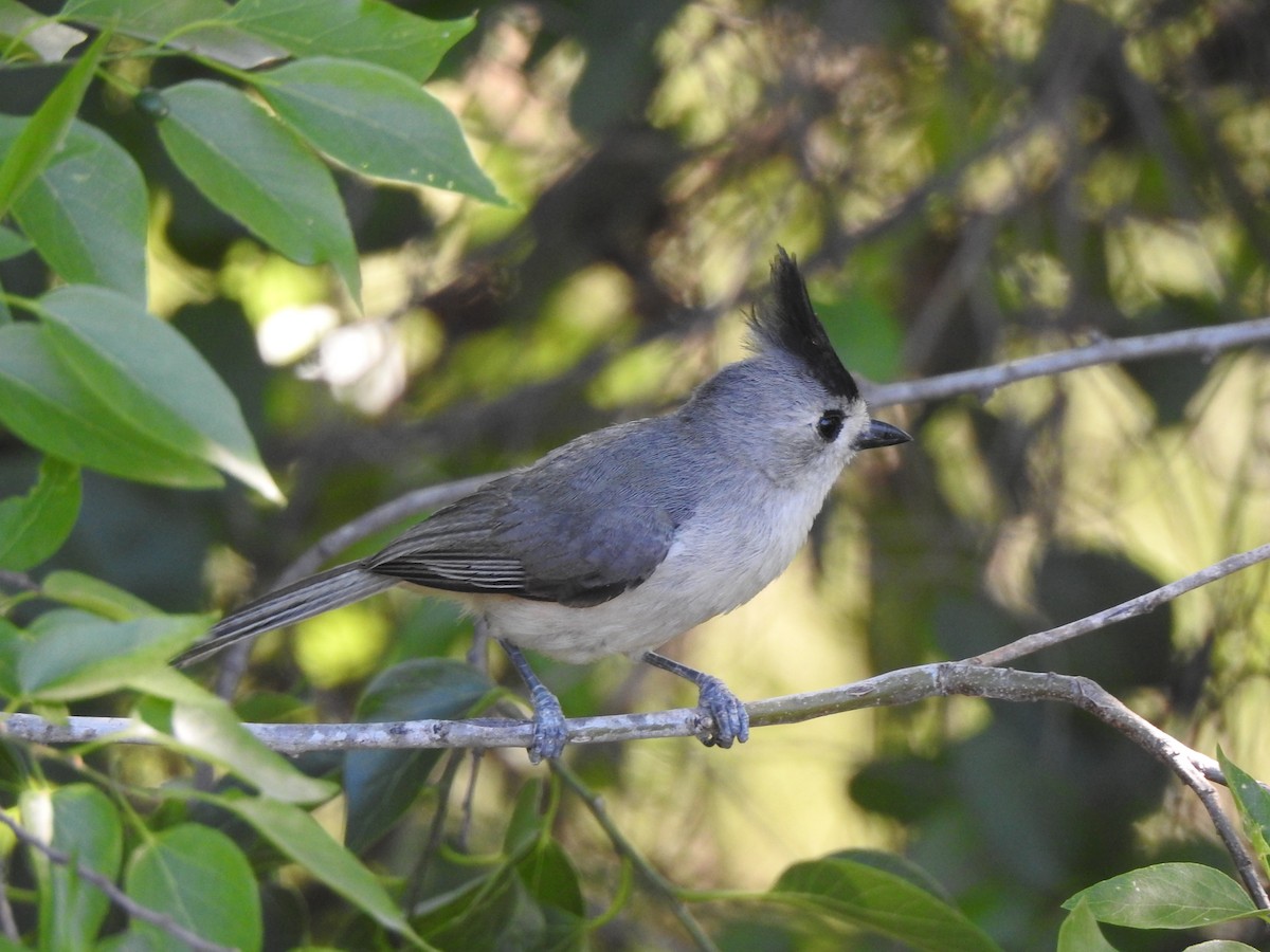 Black-crested Titmouse - ML618170940