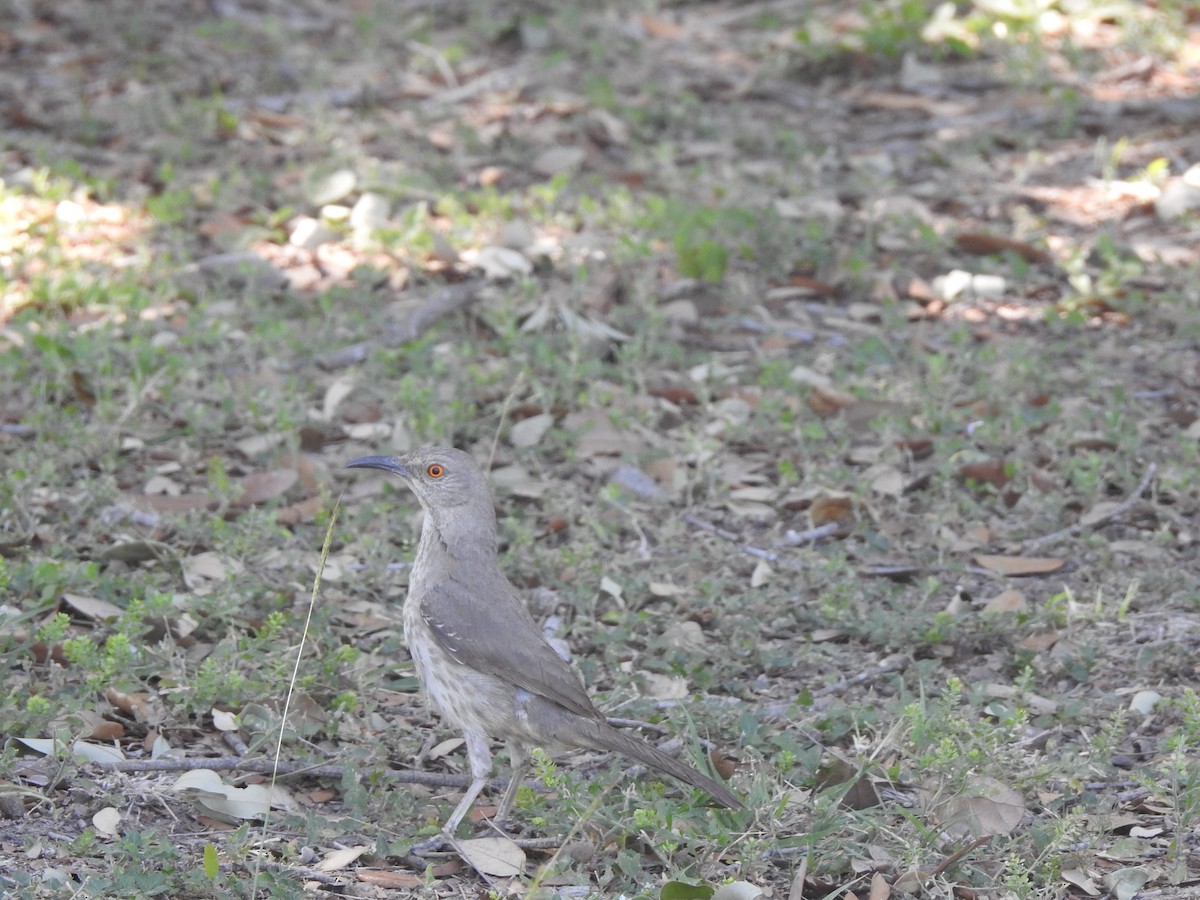 Curve-billed Thrasher - ML618170946