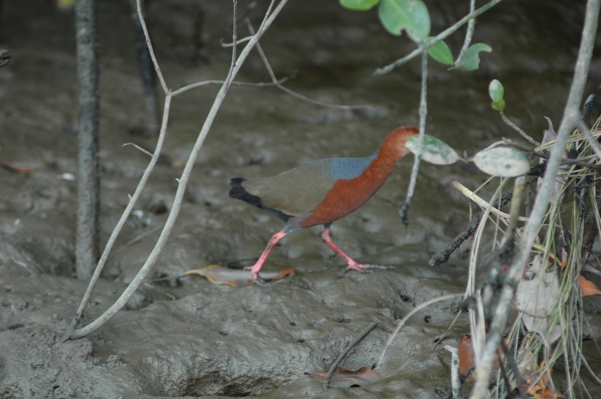 Rufous-necked Wood-Rail - Francisco Sornoza