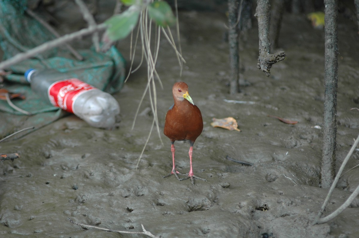 Rufous-necked Wood-Rail - ML618170954