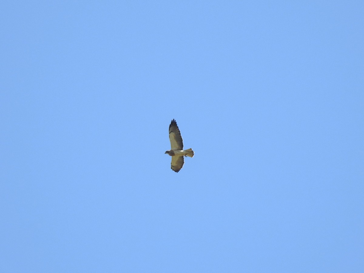 Swainson's Hawk - ML618170963