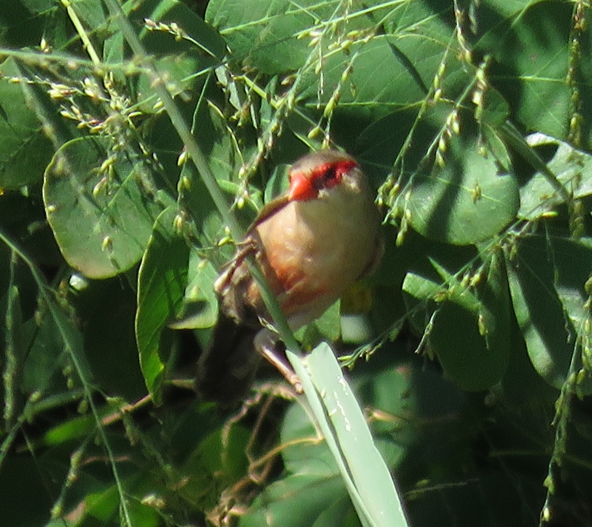 Common Waxbill - Letícia Matheus Baccarin