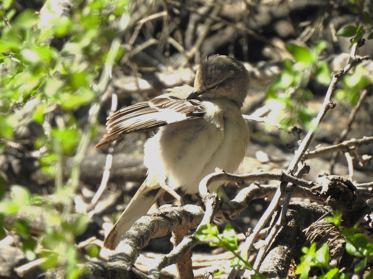 Northern Mockingbird - ML618170979