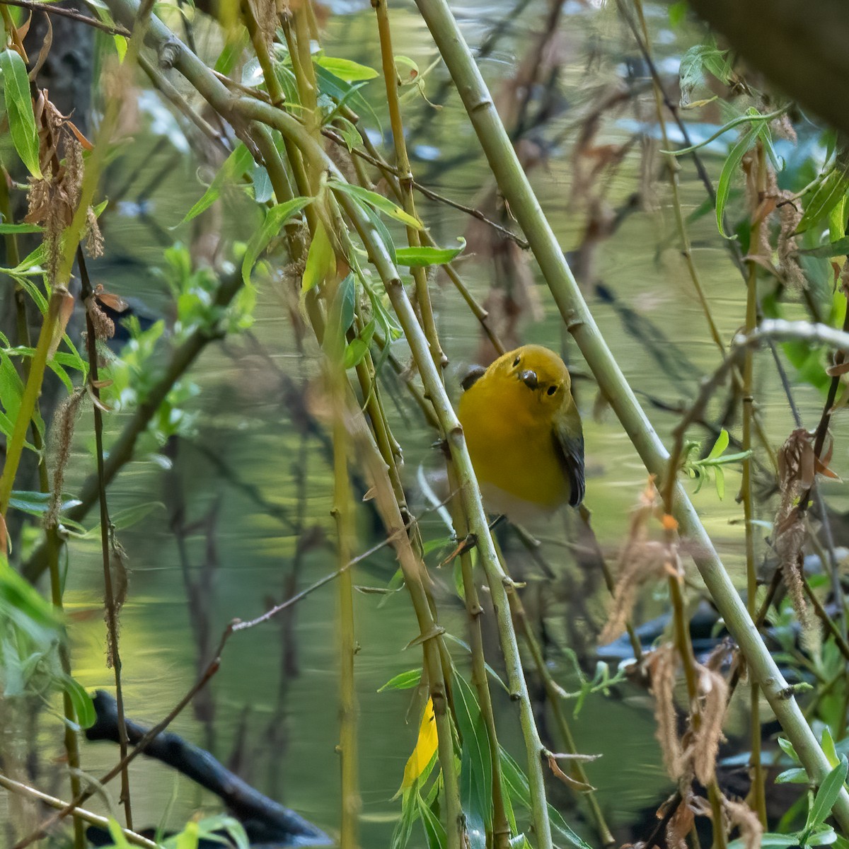 Prothonotary Warbler - ML618171050