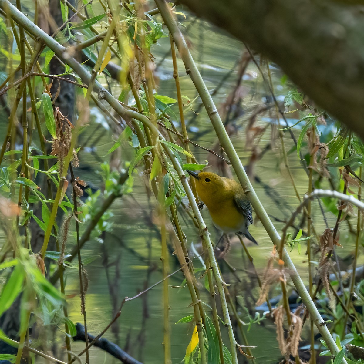 Prothonotary Warbler - ML618171051
