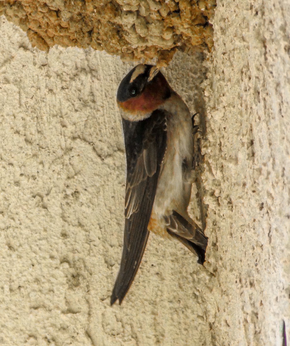 Cliff Swallow - ML618171058