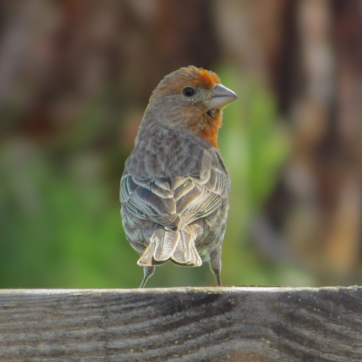 House Finch - ML618171075