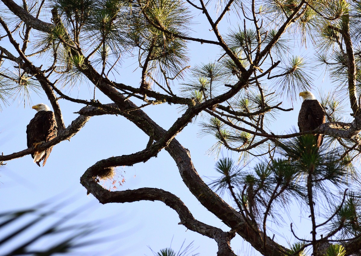 Bald Eagle - Vicki Bachner