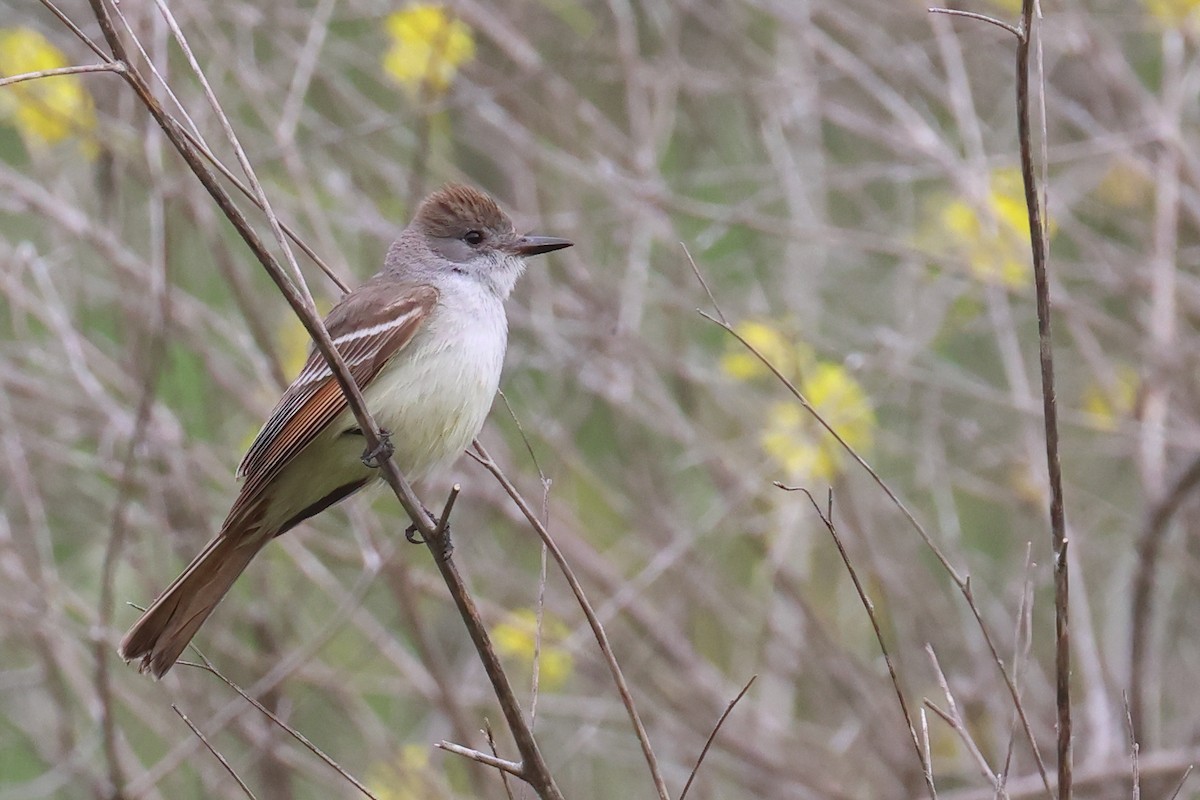 Ash-throated Flycatcher - Tom Fangrow