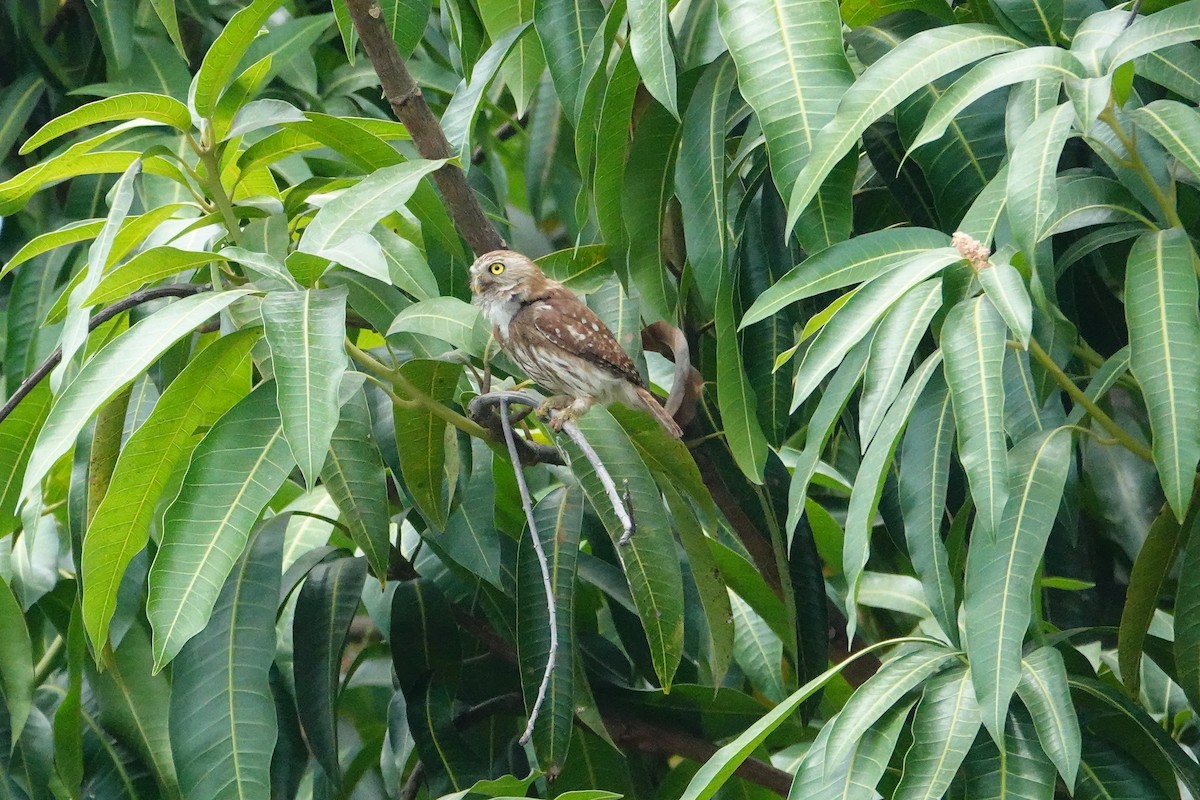 Ferruginous Pygmy-Owl - Betty Beckham