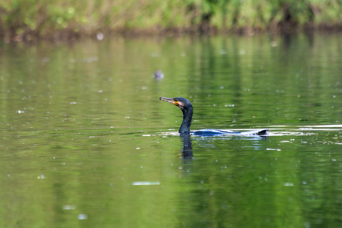 Great Cormorant - Alexander Zaytsev