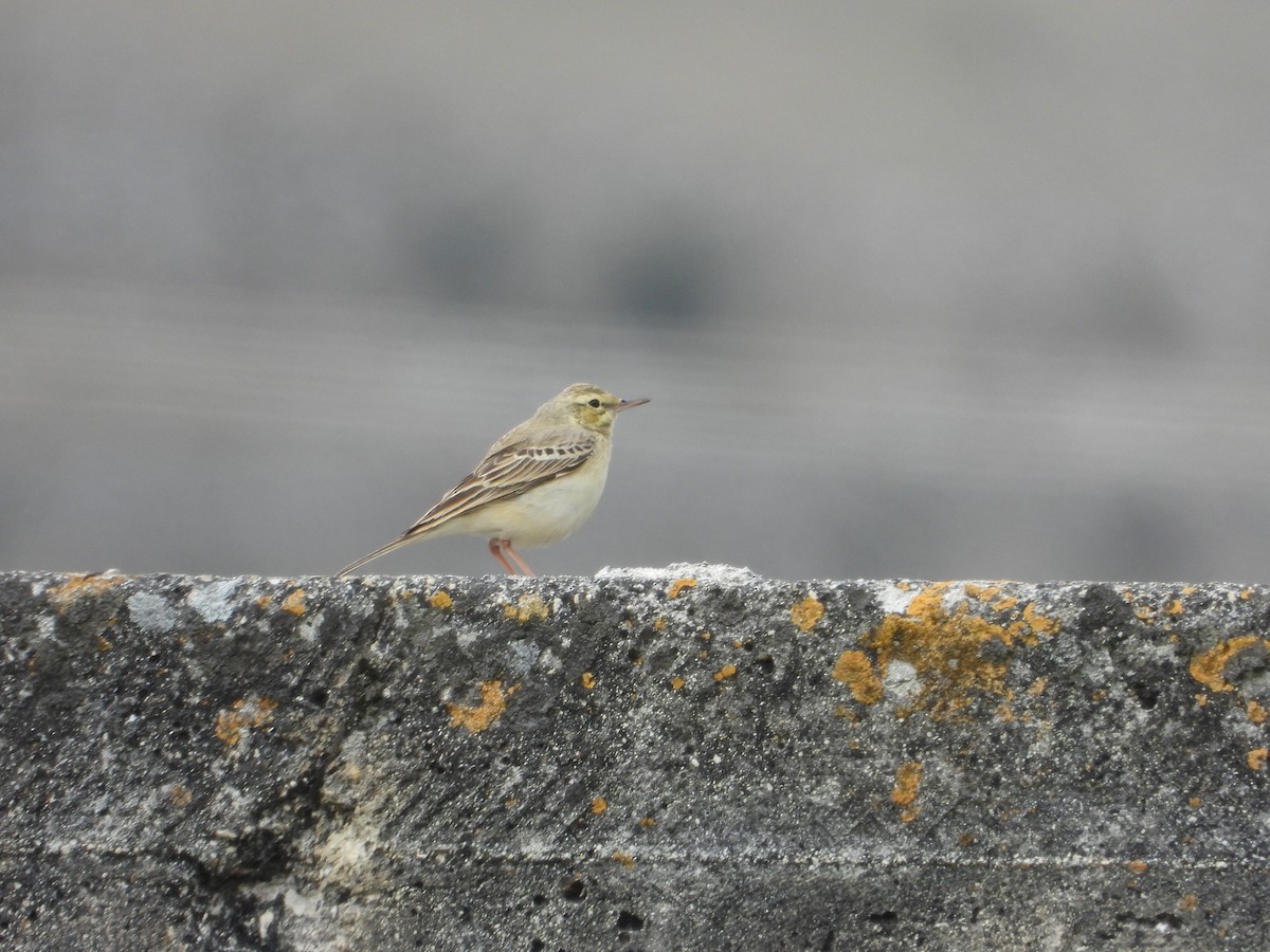 Tawny Pipit - Josip Turkalj