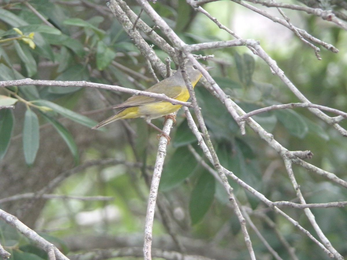 Nashville Warbler - Texas Bird Family