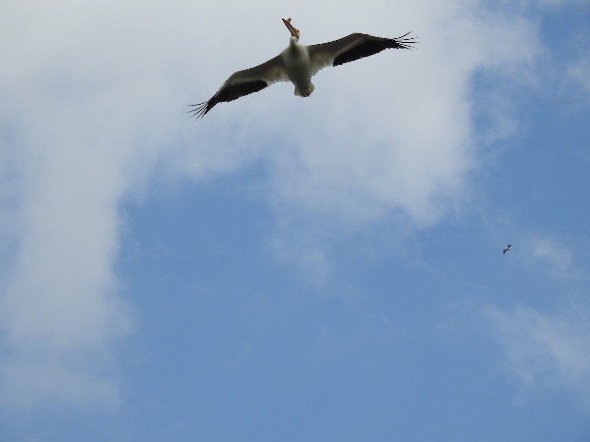 American White Pelican - Kevin Slattery